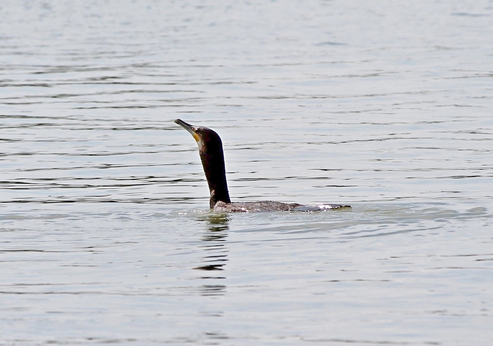 Phalacrocorax carbo